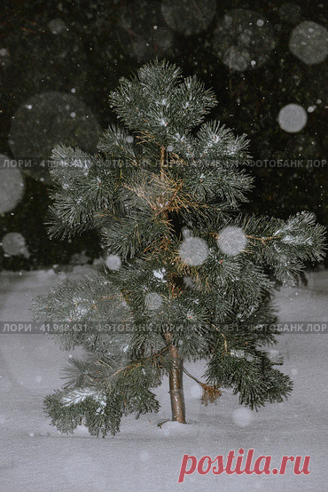Close-up of snow covered pine tree in a dark cold snowy night. Стоковое фото, фотограф Ilaronsia / Фотобанк Лори