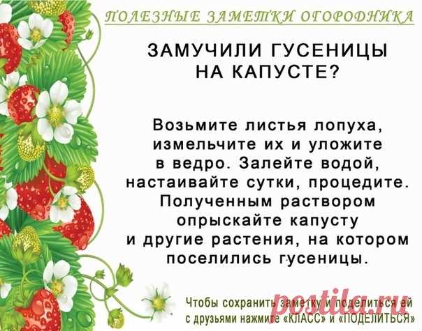 Екатерининский | Садовые растения, цветы,саженцы