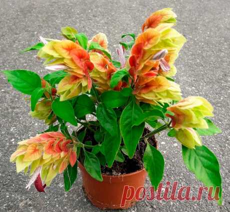 Необычное растение с красивым соцветием - Белопероне!