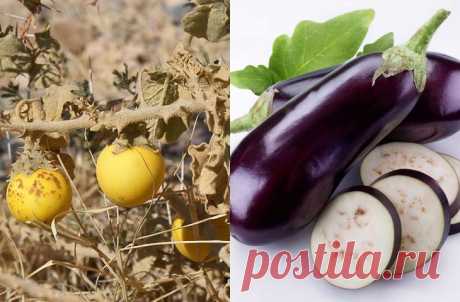 Продукты, мутациям которых мы только рады