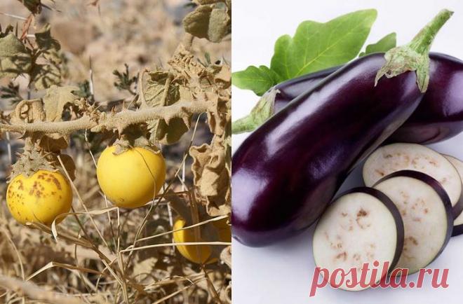 Продукты, мутациям которых мы только рады