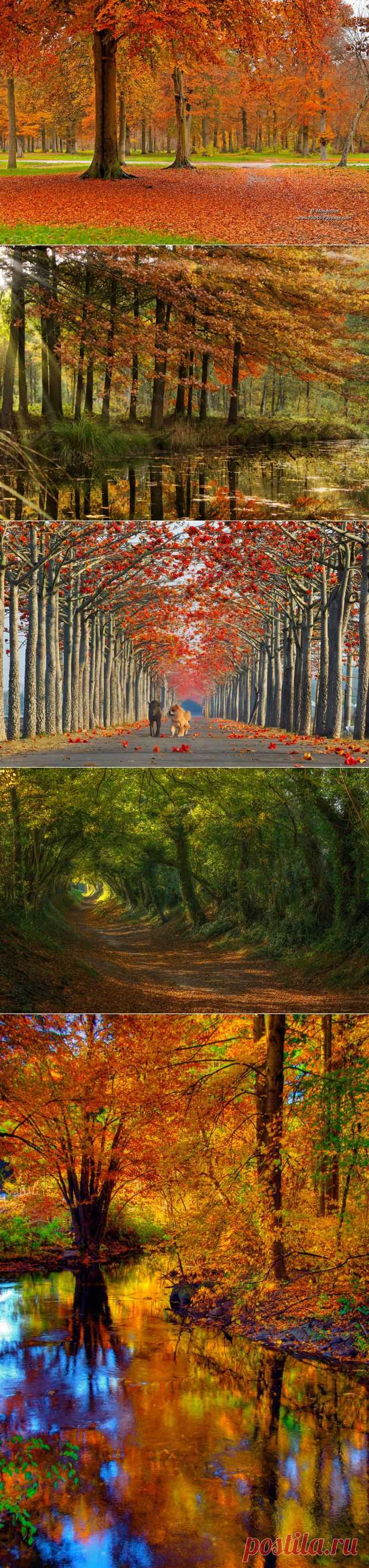 Осенний шарм в лесу | 5минутка