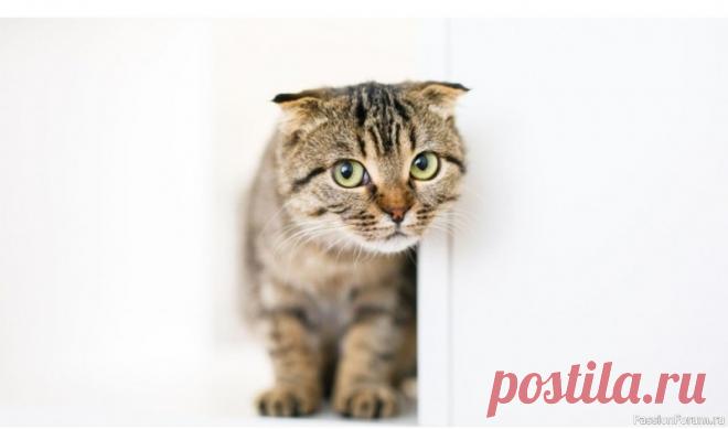 Скучают ли кошки, когда остаются дома без нас Кошку часто называют независимым и даже эгоистичным животным. В отличие от собаки, она не прыгают от радости, когда вы возвращаетесь домой, и может спокойно проводить время в одиночестве. Однако это не значит, что им все равно. Ученые говорят, что кошки привязываются к хозяевам не меньше,...