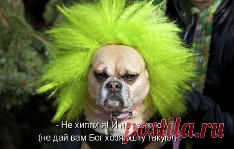 Васька расстроен (котоматрица)