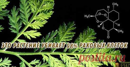РАСТЕНИЕ, КОТОРОЕ УБИВАЕТ 98% РАКОВЫХ КЛЕТОК ЗА 16 ЧАСОВ!
И оно растет у нас!
