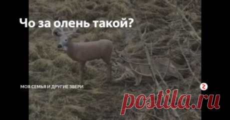 Чо за олень такой?