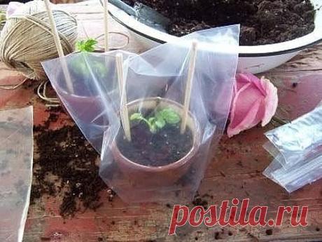 Одноклассники