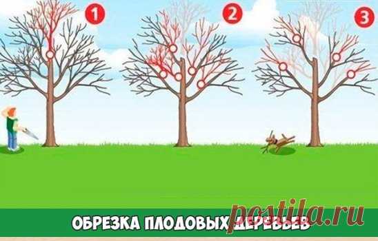 Яблони, груши и прочие плодовые культуры дают обильный урожай пока молодые. С возрастом их плоды заметно мельчают, а сами растения чаще болеют. Но отчаиваться не стоит – вернуть деревьям былую силу можно с помощью обрезки. И делать ее лучше всего в феврале.
Омолаживающая обрезка убивает сразу трех зайцев: плоды становятся крупнее, урожайность увеличивается на 20–60%, повышается морозостойкость деревьев и к тому же их проще обрабатывать от болезней и вредителей.