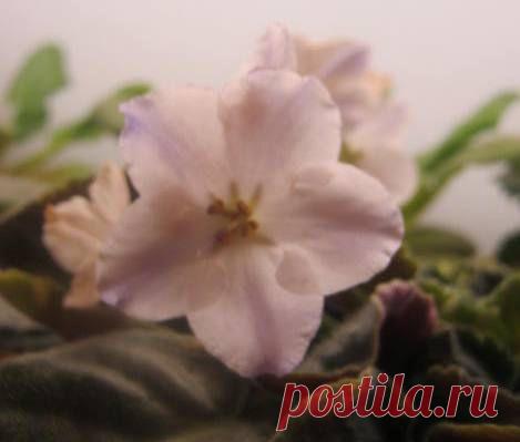 Моя белая фиалка — Талгар - городской портал