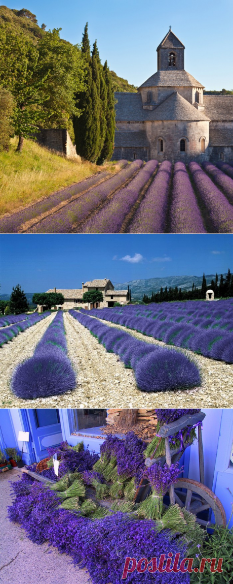 Лаванда. Галерея  фото