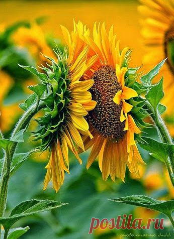EVERY KIND OF FLOWERS – Сообщество – Google+