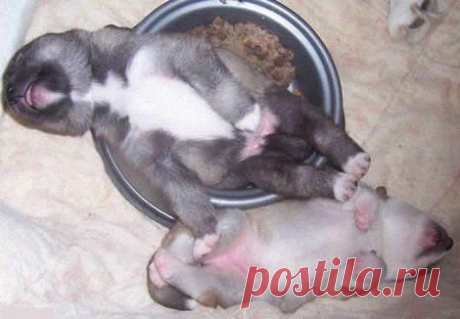 Необычные позы для сна