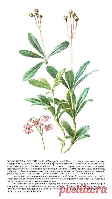 Зимолюбка зонтичная