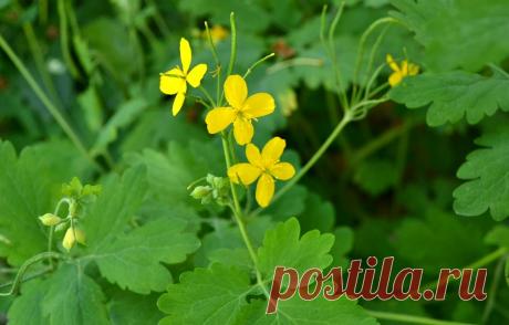 Чем полезен чистотел? Видео-инструкция по изготовлению целебного сока