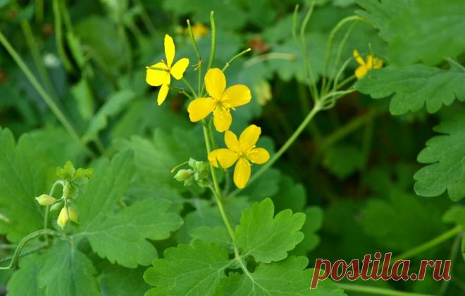 Чем полезен чистотел? Видео-инструкция по изготовлению целебного сока