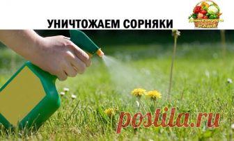 УНИЧТОЖАЕМ СОРНЯКИ