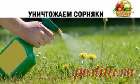УНИЧТОЖАЕМ СОРНЯКИ