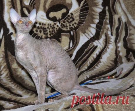 (6) Svetlana Rudaya - Jaffa Сake Gwendji Wonder (available for...