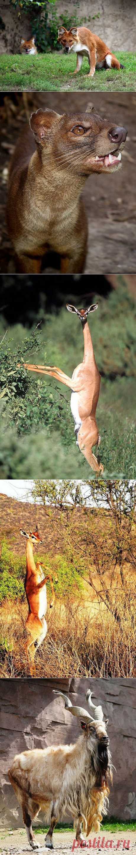 &amp;raquo; Животные, о которых вы не знали Это интересно!