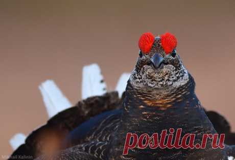 Куропёрый тетерев. Автор фото – Михаил Калинин: nat-geo.ru/photo/user/51878/