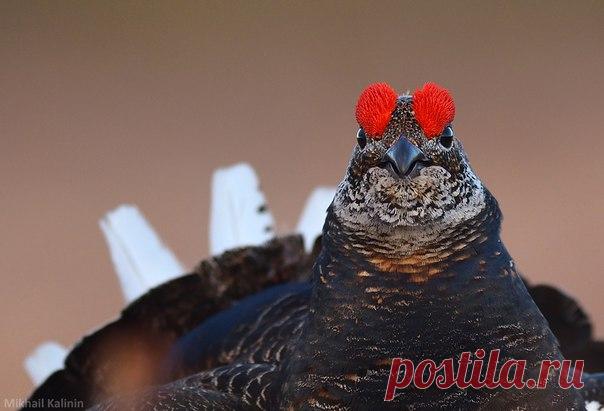 Куропёрый тетерев. Автор фото – Михаил Калинин: nat-geo.ru/photo/user/51878/