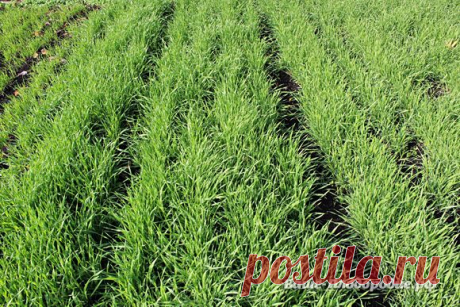 Ржаные грядки