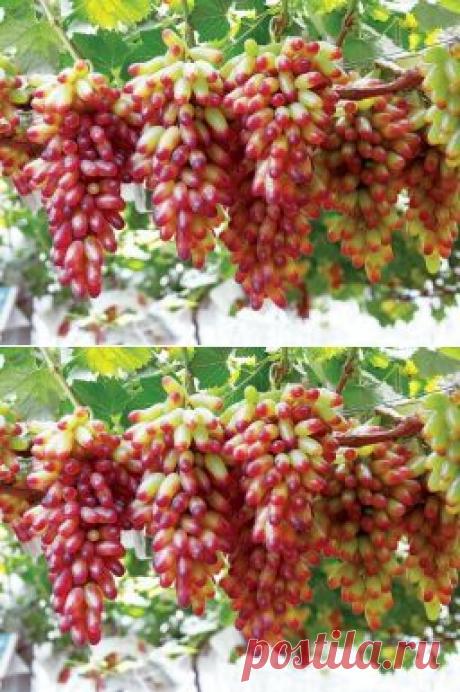 Размножение винограда отводками - Садоводка