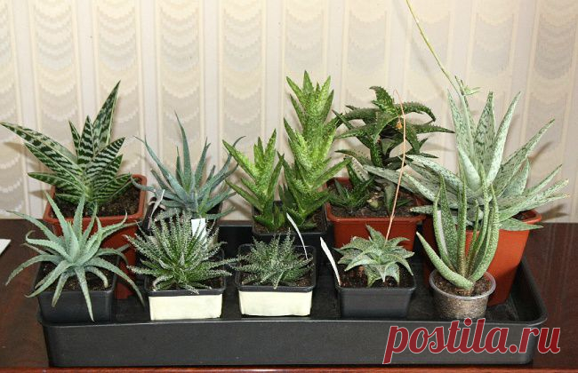 9 комнатных растений, которые отлично чистят воздух. Алоэ вера.
