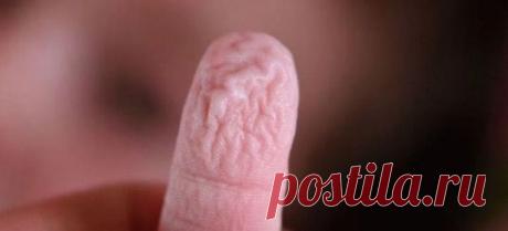 Вот почему наши пальцы рук и ног становятся морщинистыми, от долгого пребывания в воде
