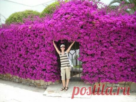 Живая изгородь | Самоцветик