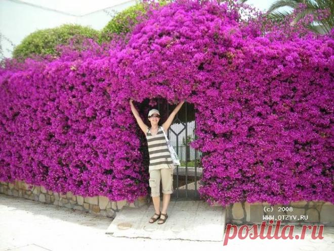 Живая изгородь | Самоцветик