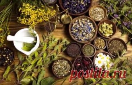 Травяные напитки. О пользе трав