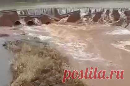 В российском городе бобры устроили потоп