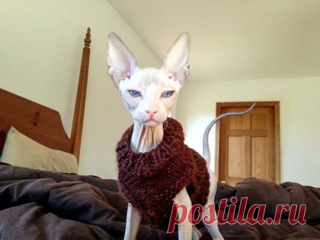 Приколы и курьезы поднимут вам настроение | последние новости Украины и мира | ТЕЛЕГРАФ