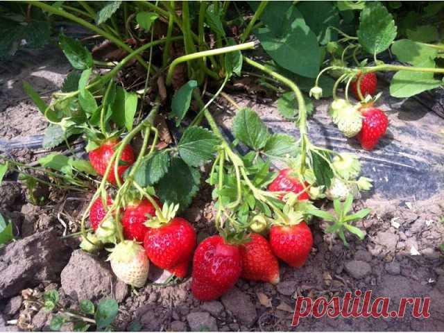 ЧТОБЫ ВИКТОРИЯ (КЛУБНИКА) ВАС РАДОВАЛА

1. Ранней весной чашку кипяченой воды вылейте в самый центр кустика клубники: не бойтесь - ничего не повредится. Все, что выползет, уничтожится, а новые листья пойдут здоровые. 
2. На следующий день подкормите: 1 стакан золы на 3-4 куста. 
3. Через 5 дней после этого - полейте слегка горячим (65 градусов) раствором марганцовки. 
4. На следующий день засыпьте кусты клубники луковой шелухой (копите ее всю зиму ) - это от клеща.
5. В на...