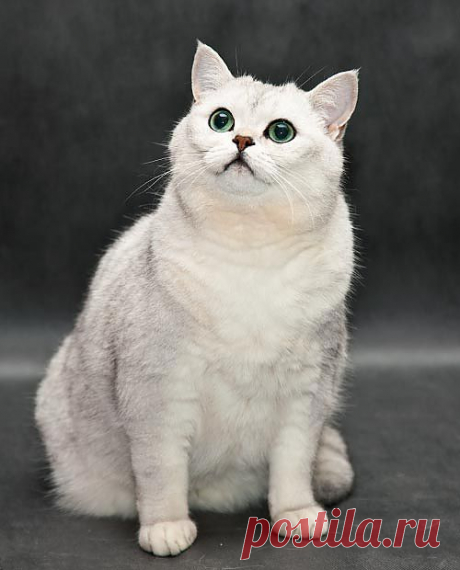Зефир (British Chinchilla)