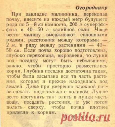 Закладка малинника