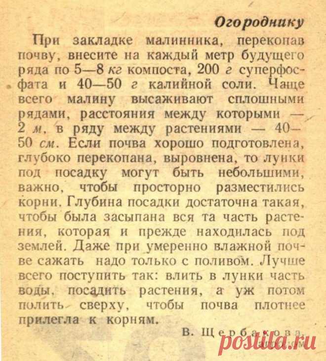 Закладка малинника