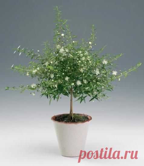 Мирт, уход за растением