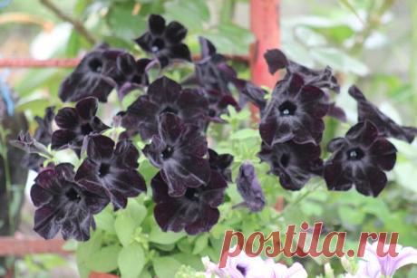 Петуния - хвастаемся цветущими растениями - Страница 16 - Форум цветоводов Фрау Флора