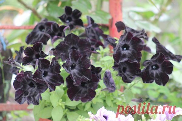 Петуния - хвастаемся цветущими растениями - Страница 16 - Форум цветоводов Фрау Флора