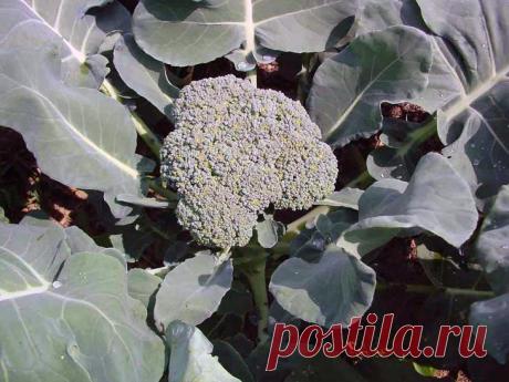 Выращивание капусты брокколи в открытом грунте
