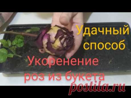 Укоренение роз из букета.