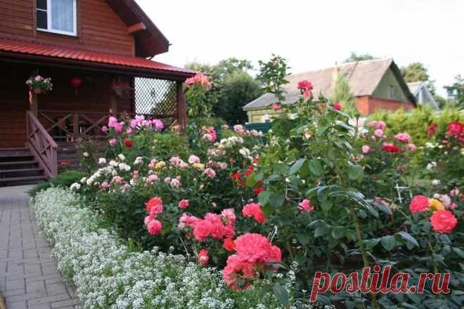 Почему стоит обрезать розы во время цветения — Садоводка