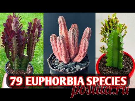 79 Euphorbia Species | Euphorbia Plant Varieties | Euphorbia plant types | Plant and Planting