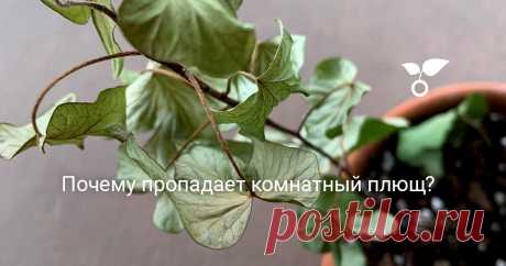 Почему пропадает комнатный плющ? Разобраться, почему комнатный плющ чахнет и вянет, вовсе несложно. К этому всегда приводят ошибки в подборе места и очень серьезные промахи в уходе за этим красивым растением.