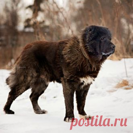 Кавказские овчарки - Гаспар