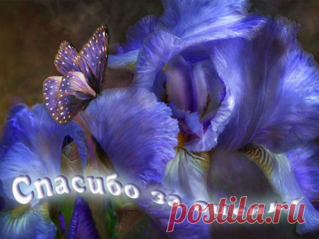 БЛАГОДАРНОСТИ - 50 фото. Фотографии zoja simonova.