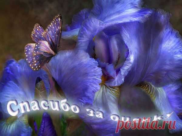 БЛАГОДАРНОСТИ - 50 фото. Фотографии zoja simonova.