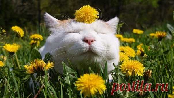 КАКОЙ СЕГОДНЯ ПРАЗДНИК? 11 Июня 2018 г. – Понедельник • День неукротимой страсти • День поиска новой звезды • Общероссийский день рассеянного склероза9 лет • Международный день розового вина • День святого апостола Варнавы - Кипр • День Короля Камехамеха - США • День рождения королевы - Австралия • День памяти шахтеров - Канада • День кукурузы в початках - США • Именины у Александра, Ивана, Андрея, Луки, Марии, Федота, Феликса • Феодосия Колосяница